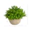 5'' Boxwood Artificial Plant in Decorative Planter